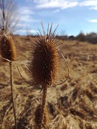 Close-up of thistle against sky