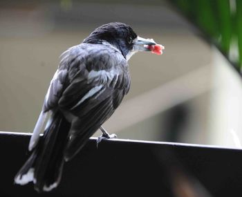 Close-up of bird perching on railing