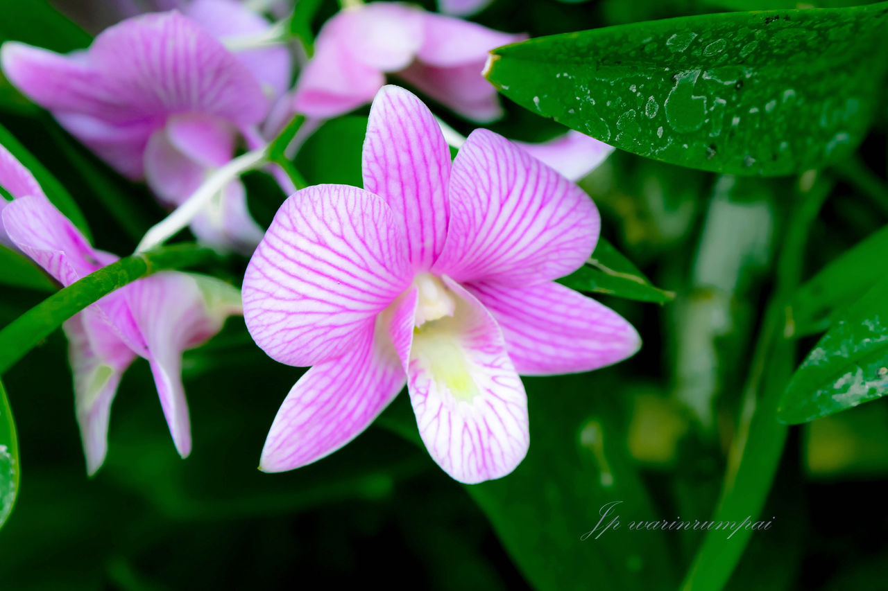 flower, freshness, petal, growth, fragility, flower head, beauty in nature, pink color, close-up, leaf, plant, nature, blooming, focus on foreground, green color, in bloom, park - man made space, day, outdoors, no people