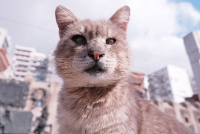 Creepy grey one-eyed cat looking at the camera sitting on a stone slab in a cemetery