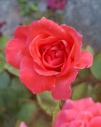 Close-up of pink rose