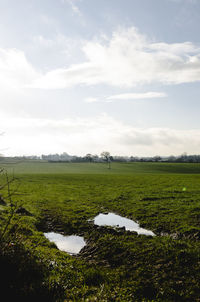 Scenic view of agricultural field against sky