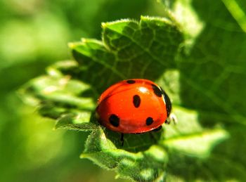 Close-up of ladybug on leaf