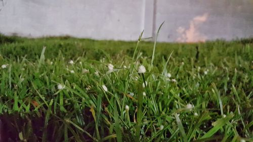 Close-up of fresh green grass in field