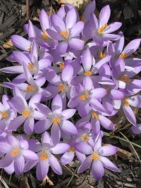 High angle view of purple crocus flowers