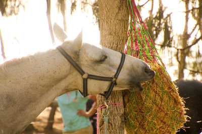 Close-up of hand feeding horse