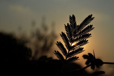 Close-up of silhouette tree against sky at sunset