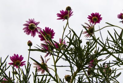 Low angle view of pink flowers blooming against sky