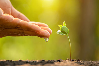 Close-up of hand holding plant