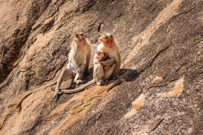 Monkeys with infant sitting on rock
