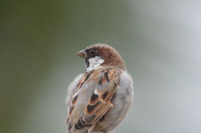 Sparrow in the frame