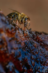 Close-up of bee
