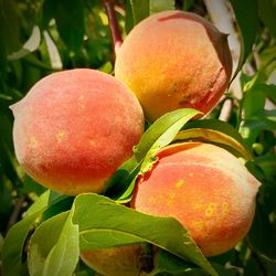 Close-up of fruits growing on tree