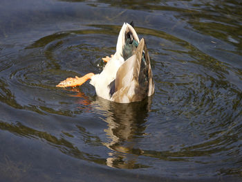 High angle view of swan swimming in lake