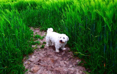 Dog on field