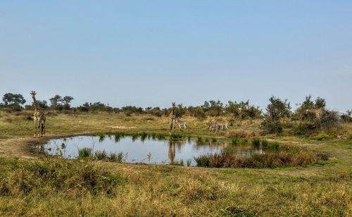 Scenic view of lake against clear sky