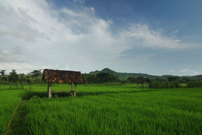 Scenic view of agricultural field against sky