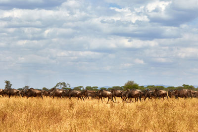 The great migration of wildebeest