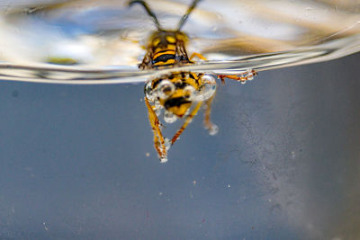 Close-up of insect