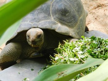 Close-up of turtle in a field