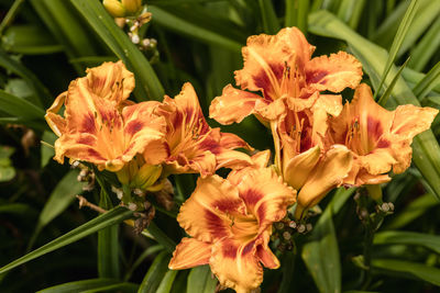 Daylilies flowers or hemerocallis. daylilies on green leaves background in summer.