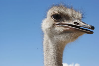 Close-up of bird