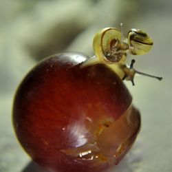 Close-up of fruit