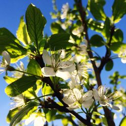 Low angle view of flowers blooming on tree