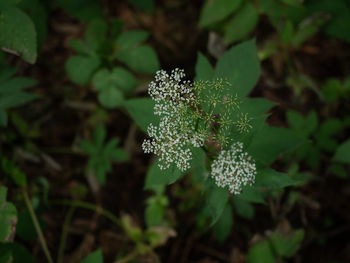 High angle view of small flower on plant