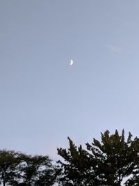 Low angle view of trees against clear sky