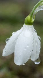 Close-up of wet white flower