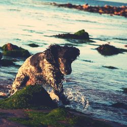 Close-up of dog at beach against sky