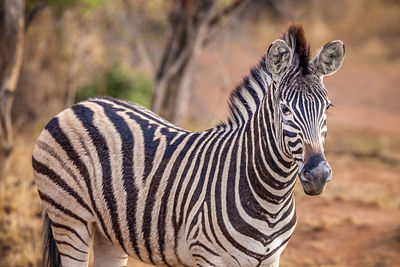 Zebra standing in forest