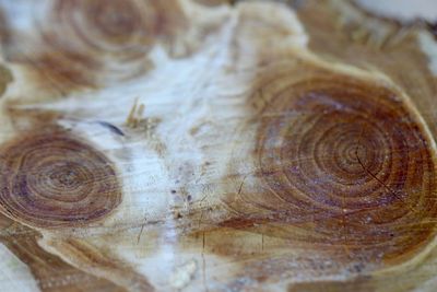 tree ring