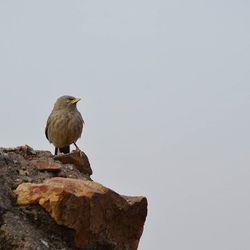 Bird perching on railing