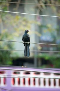 Bird perching on railing