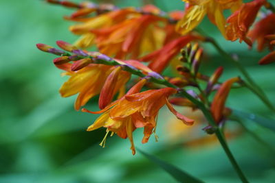 Close-up of orange flowering plant