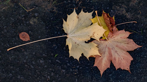High angle view of maple leaf