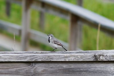 Bird perching on wooden wall