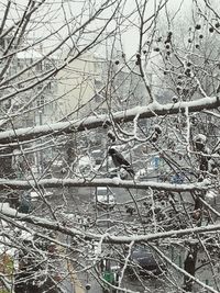 Close-up of bare tree during winter