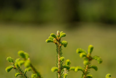 Close-up of fern