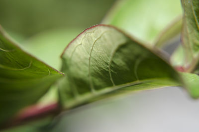 Close-up of plant