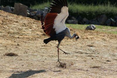Full length of bird on field