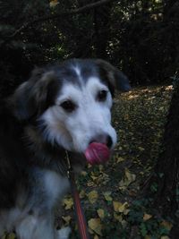 Close-up portrait of dog