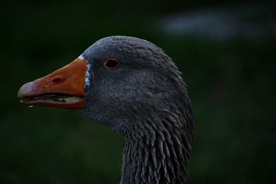 Close-up side view of a bird against blurred background