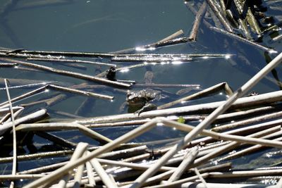 High angle view of birds perching on wood
