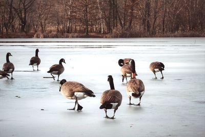 Flock of birds on frozen lake during winter