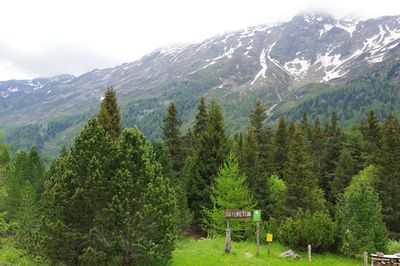 Pine trees on snowcapped mountains against sky