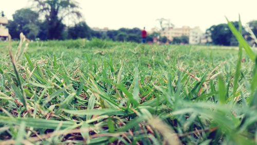 Close-up of grass on field