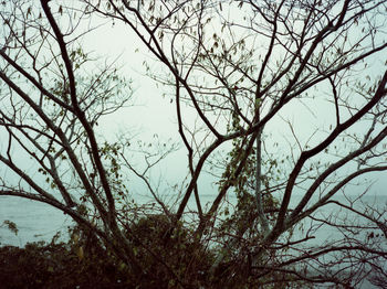 Low angle view of bare trees against sky